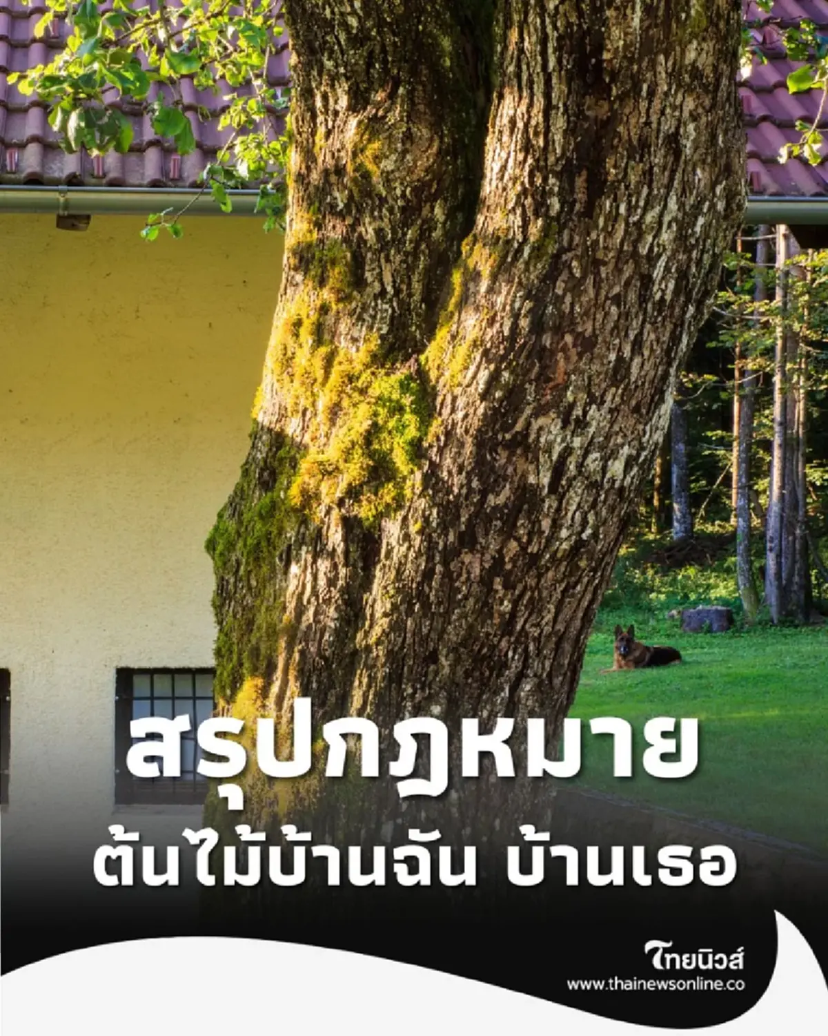 สรุปกฎหมาย ต้นไม้บ้านฉัน บ้านเธอ ที่ควรรู้ จะได้ไม่ตีกัน