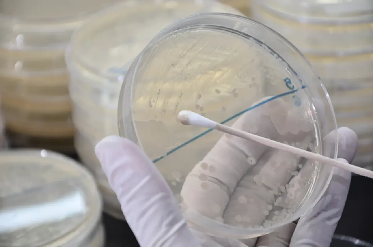 กรมวิทยาศาสตร์การแพทย์ เผยชัดแล้ว ผลตรวจยาดมสมุนไพร "หงส์ไทย"