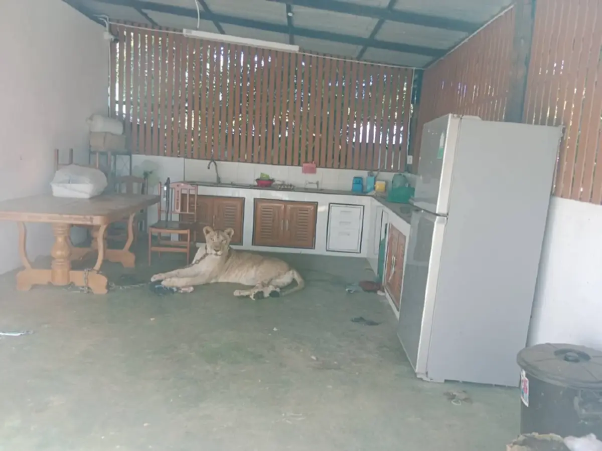 โดนแล้ว อินฟลูดัง เจ้าของสิงโตหลุดขย้ำเด็ก 11 สั่งดำเนินคดีเด็ดขาด