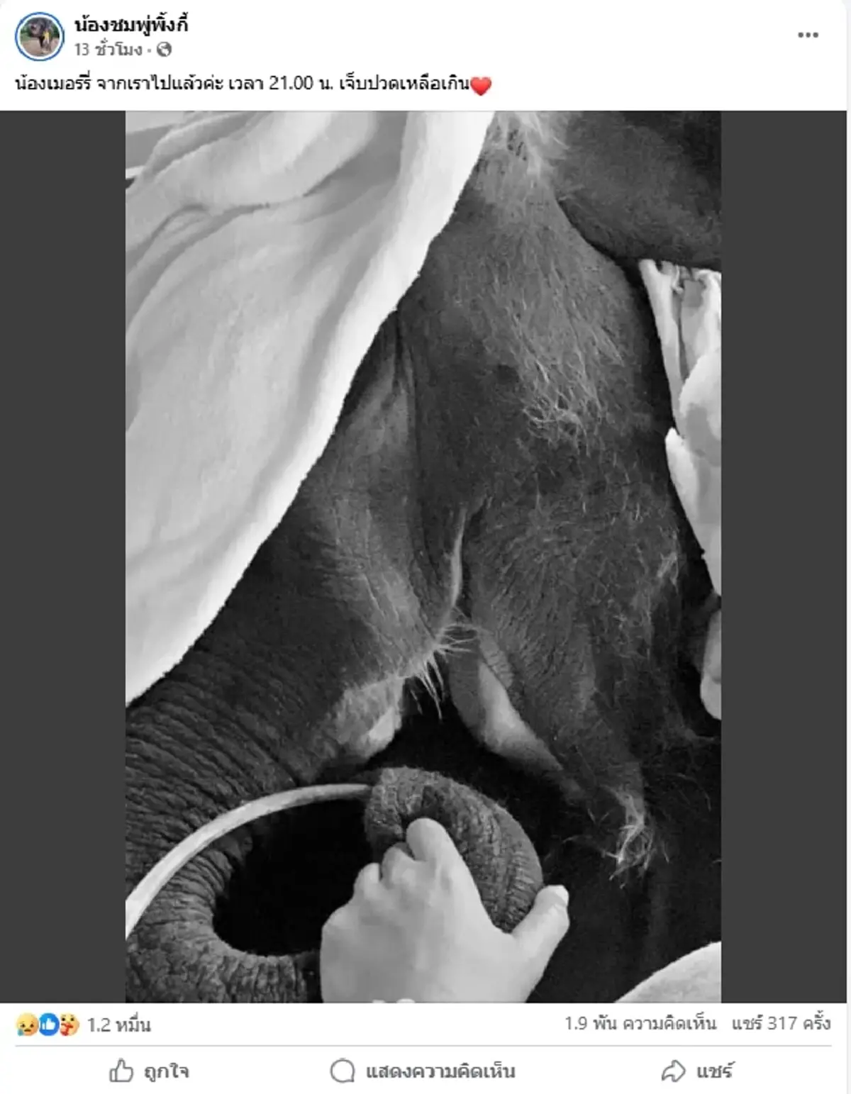 สุดยื้อ "น้องเมอร์รี่" ช้างน้อยขวัญใจโซเชียล กลับดาวแล้ว