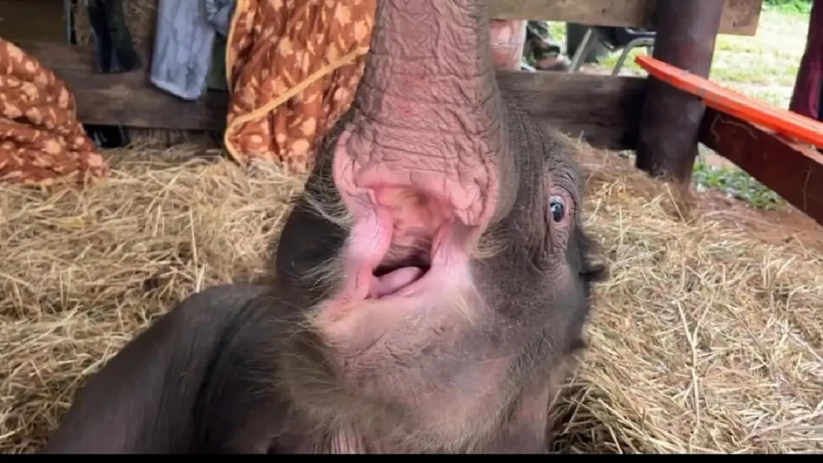 แม่ๆได้เฮ อาการล่าสุด น้องข้าวต้ม ลูกช้างพลัดหลง ใจฟูไม่ไหว