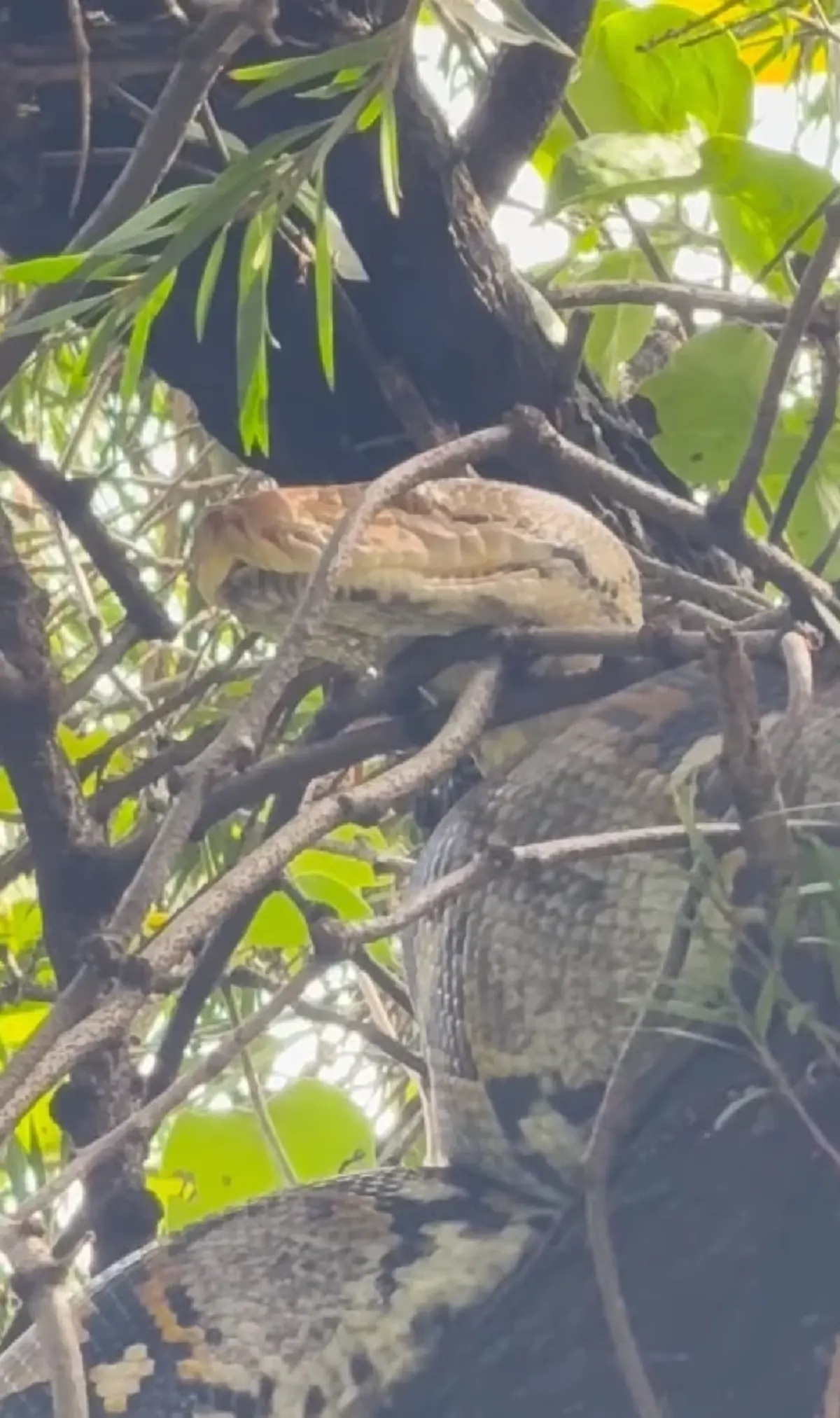 กวาง กมลชนก เจองูเหลือมยักษ์บุกบ้าน ไม่พลาดบอกเลขที่บ้าน