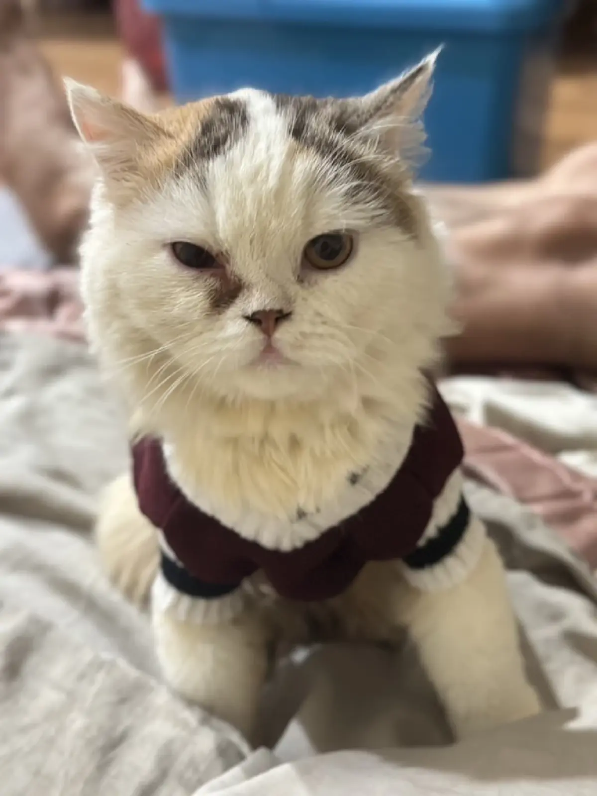 คราบน้ำตาแมวอย่ามองข้าม! ปล่อยไว้นานเสี่ยงตาอักเสบ อันตรายกว่าที่คิด