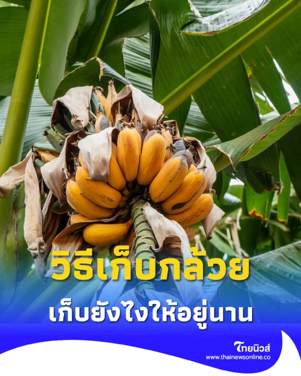 วิธีเก็บกล้วย เก็บยังไง เก็บแบบไหน ให้กล้วยอร่อยมากที่สุด