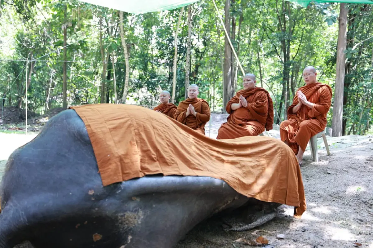 สิ้น พลายบุญแสน ช้างมรดกแผ่นดิน ล้มอย่างสงบในวันออกพรรษา