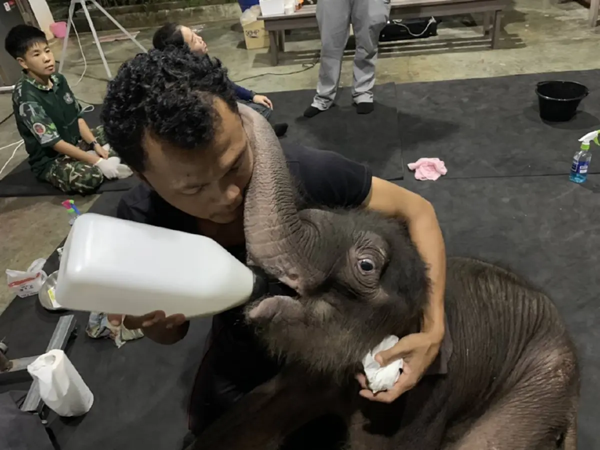 แม่ๆได้เฮ อาการล่าสุด น้องข้าวต้ม ลูกช้างพลัดหลง ใจฟูไม่ไหว