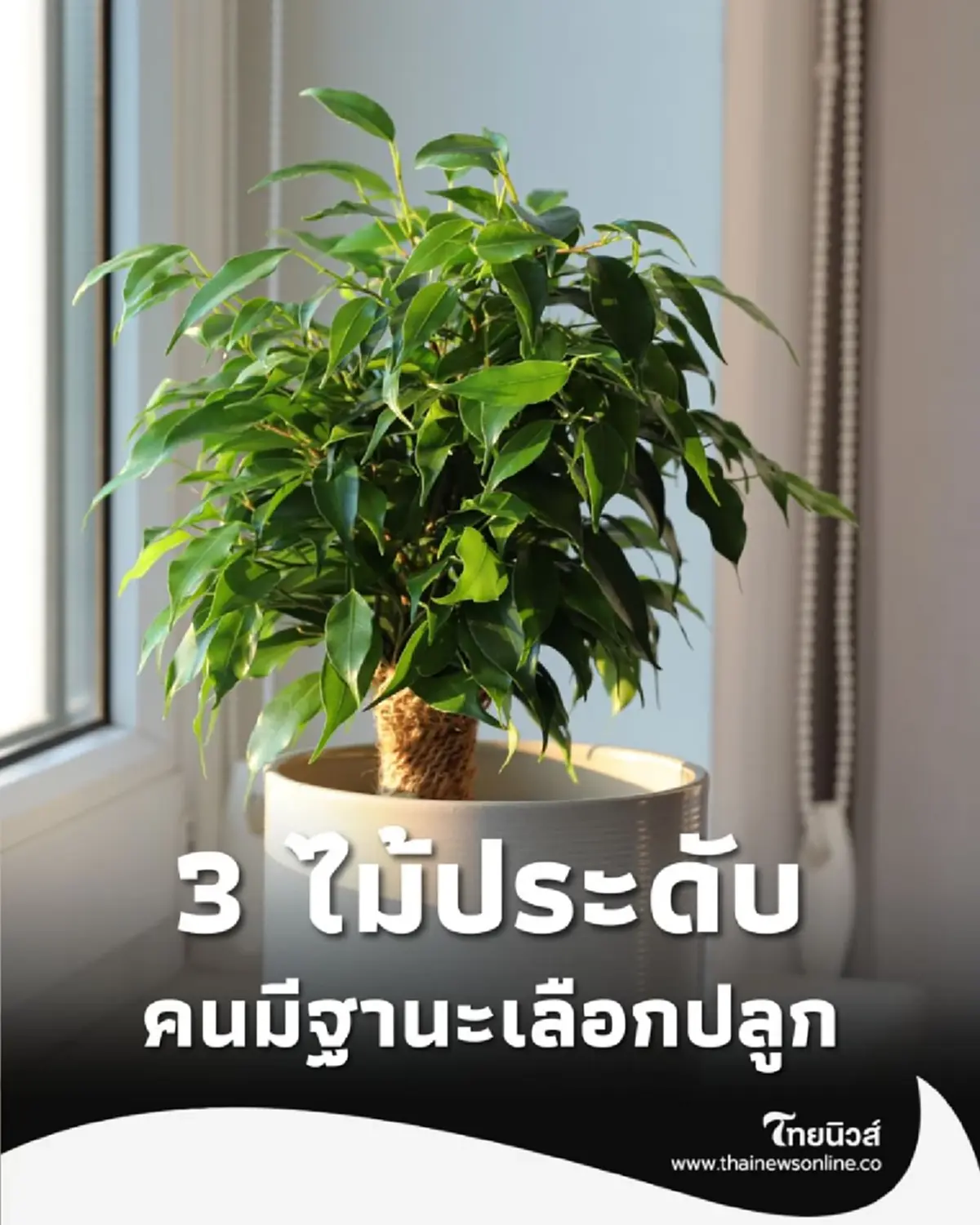 เปิดเจาะ 3 ไม้ประดับ คนนิยมปลูก ทั้งหรู ทั้งฟอกอากาศได้ มีอะไรบ้าง