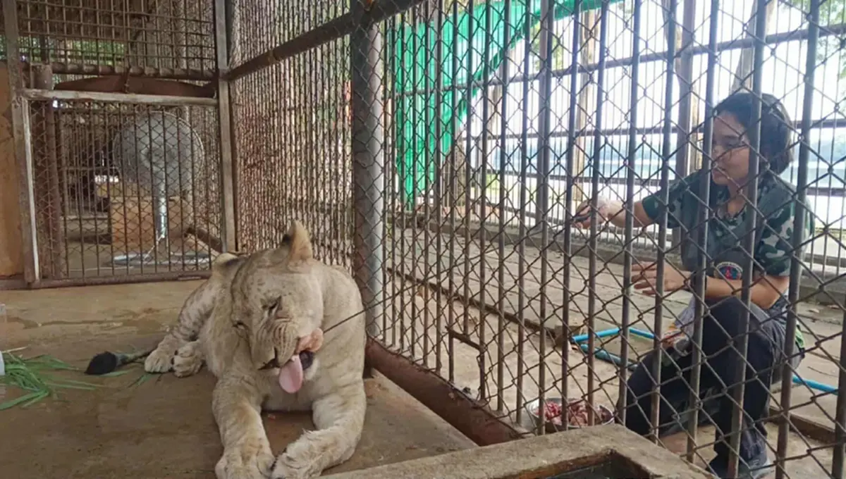 ใครจะคิด อาการล่าสุด "มเหสี" หลังโดนย้ายมาเลี้ยงที่ บึงฉวาก