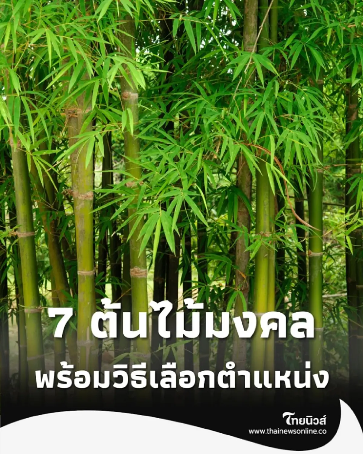 เสริมโชคลาภ 7 ต้นไม้มงคล ปลูกหน้าบ้าน ตามหลักฮวงจุ้ย