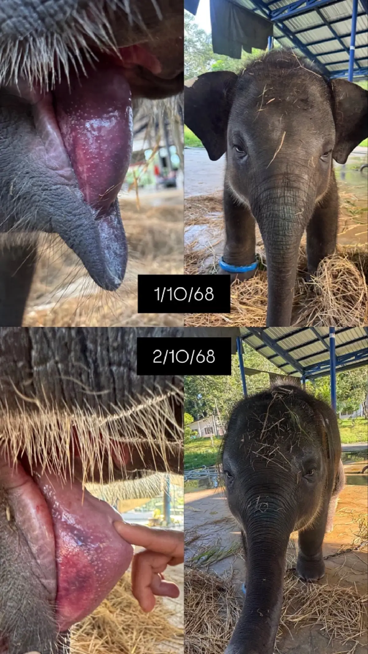 สู้กันต่อ น้องต้นหนาว อาการยังทรงๆ เจอช้างเลือดเข้ากันแค่ 1 เชือก