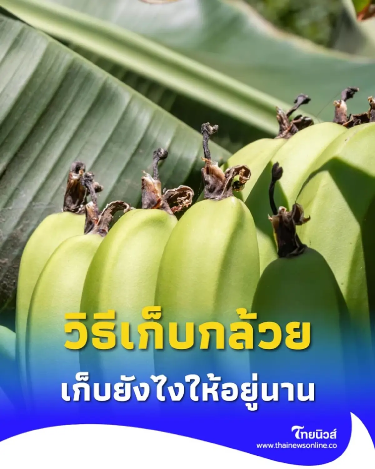 วิธีเก็บกล้วย เก็บยังไง เก็บแบบไหน ให้กล้วยอร่อยมากที่สุด