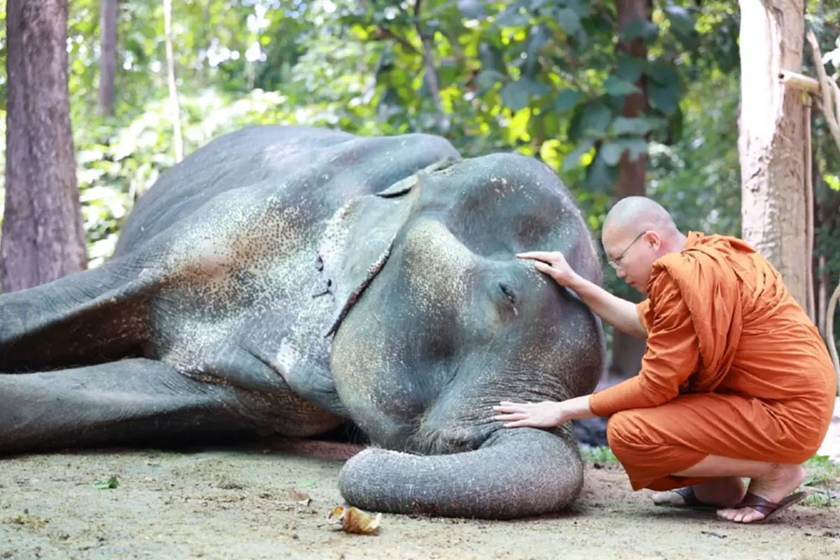 สิ้น พลายบุญแสน ช้างมรดกแผ่นดิน ล้มอย่างสงบในวันออกพรรษา