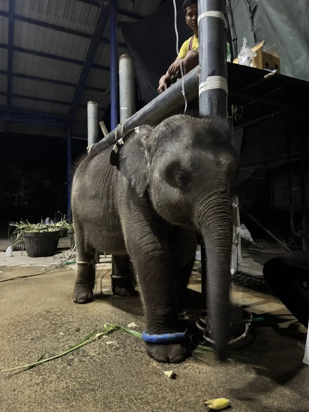 คุณหนูนา ตัดสินใจแล้ว อนาคต น้องต้นหนาว แห่ดีใจสนั่น