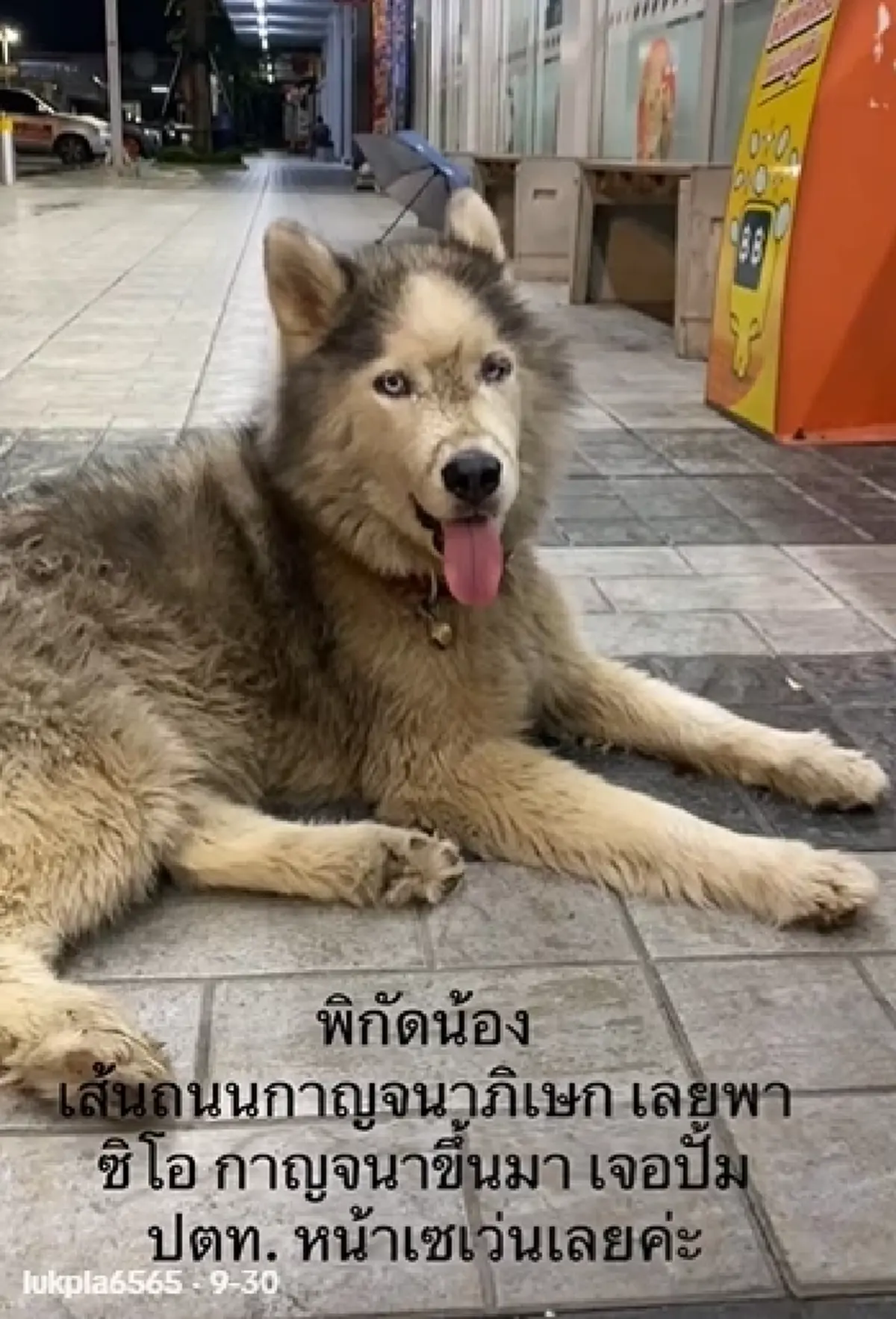 คดีพลิก“ไซบีเรียน”น่าสงสารไม่ได้หลง ระดับลูกท่านปธ.ปลอมตัวมา
