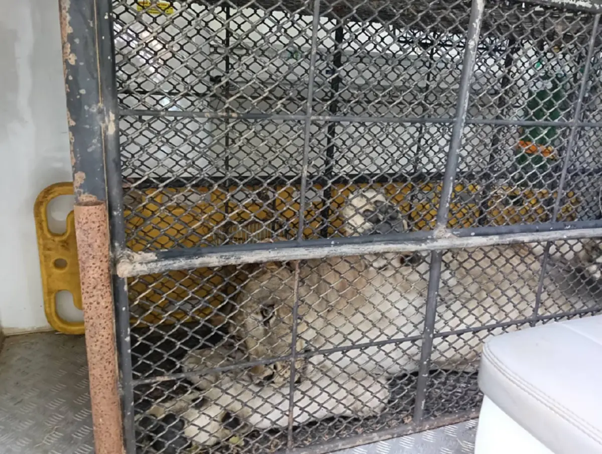 ภาพล่าสุดสิงโตหลุดไปกัดชาวบ้าน จะไม่ได้อยู่ในบ้านเดิมอีกต่อไป