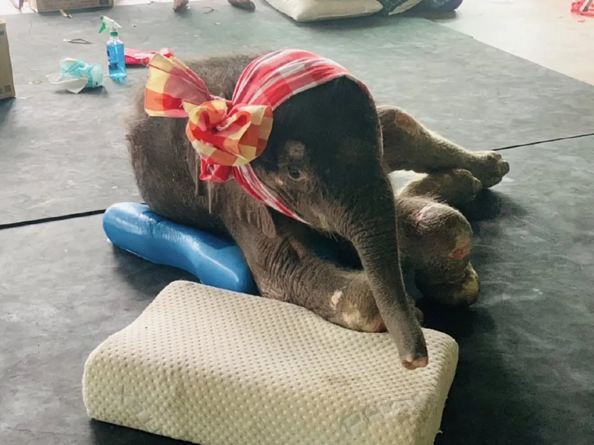 น่าห่วง อาการล่าสุด น้องข้าวต้ม ลูกช้างพลัดหลง มีแรงน้อยลง