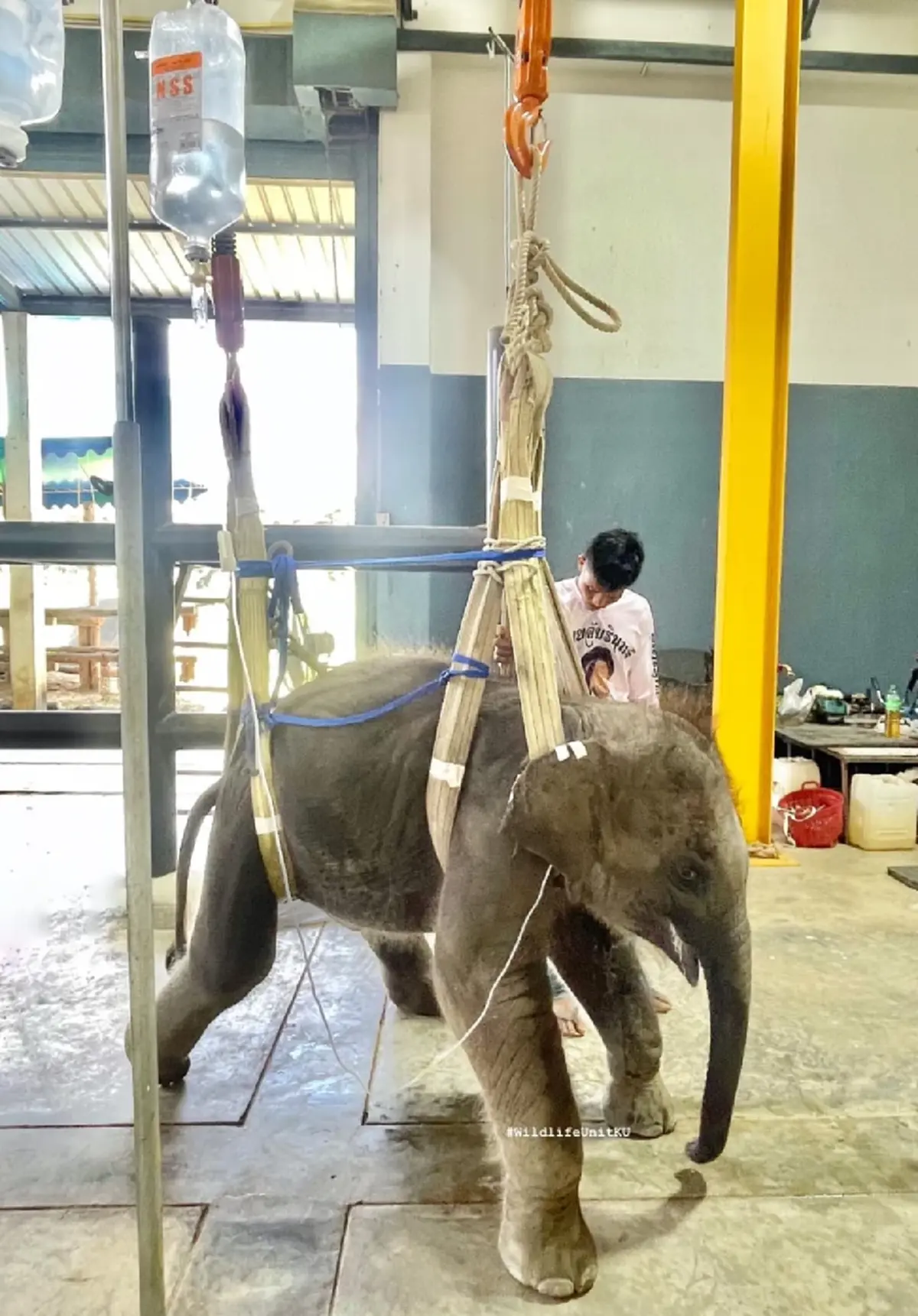 สุดยื้อ "น้องเมอร์รี่" ช้างน้อยขวัญใจโซเชียล กลับดาวแล้ว