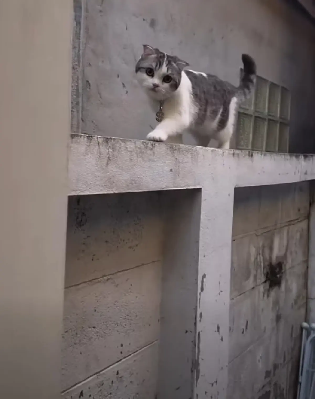 สาวบอกแมวจรช่วยตามหาลูกที่หายปริศนา ผลสุดท้าย ชาวเน็ตน้ำตาไหล