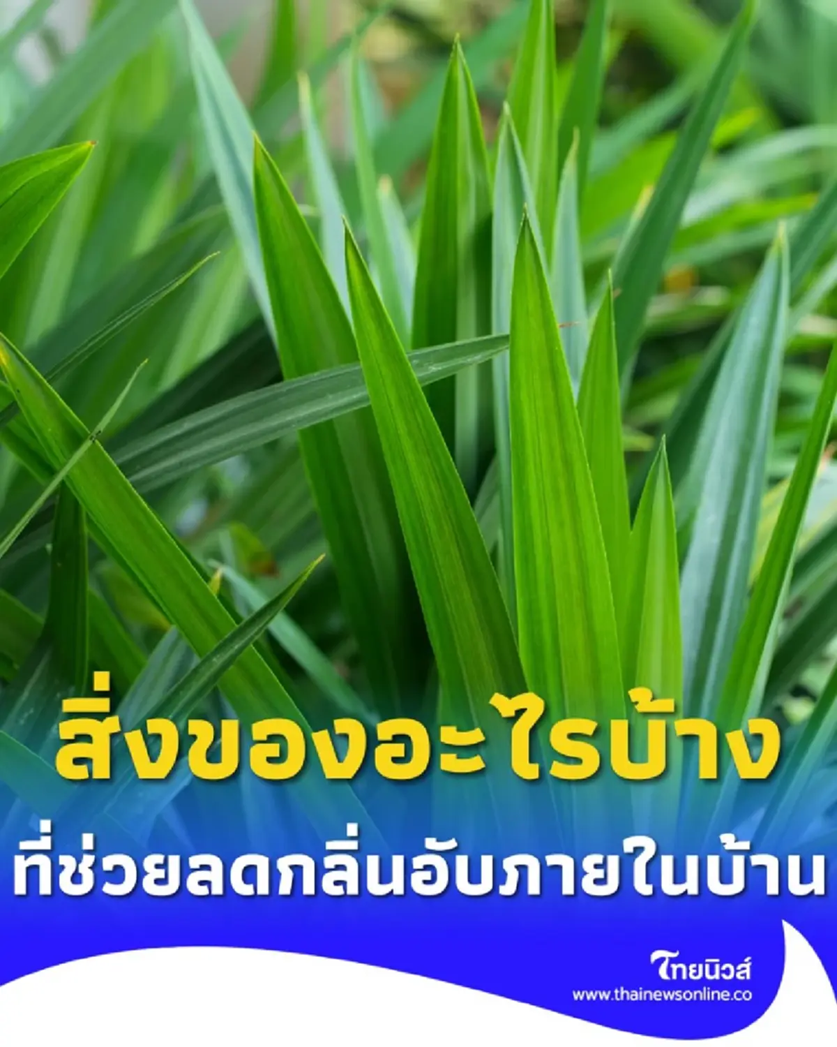 สิ่งของอะไรบ้างที่ช่วยลดกลิ่นอับภายในบ้าน หาง่ายและปลอดภัย