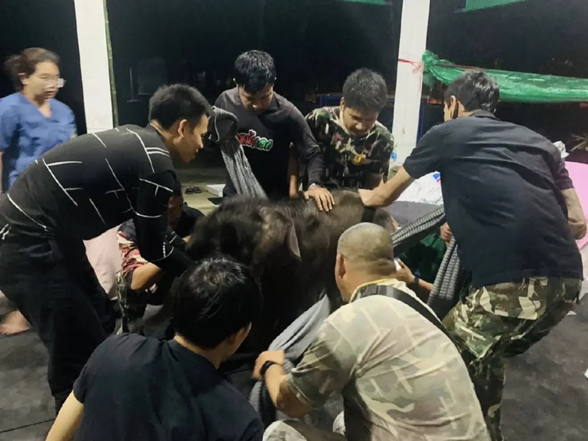 น้องข้าวต้ม ดีขึ้น ล่าสุดทีม มช. ร่วมฟื้นกล้ามเนื้อเต็มกำลัง