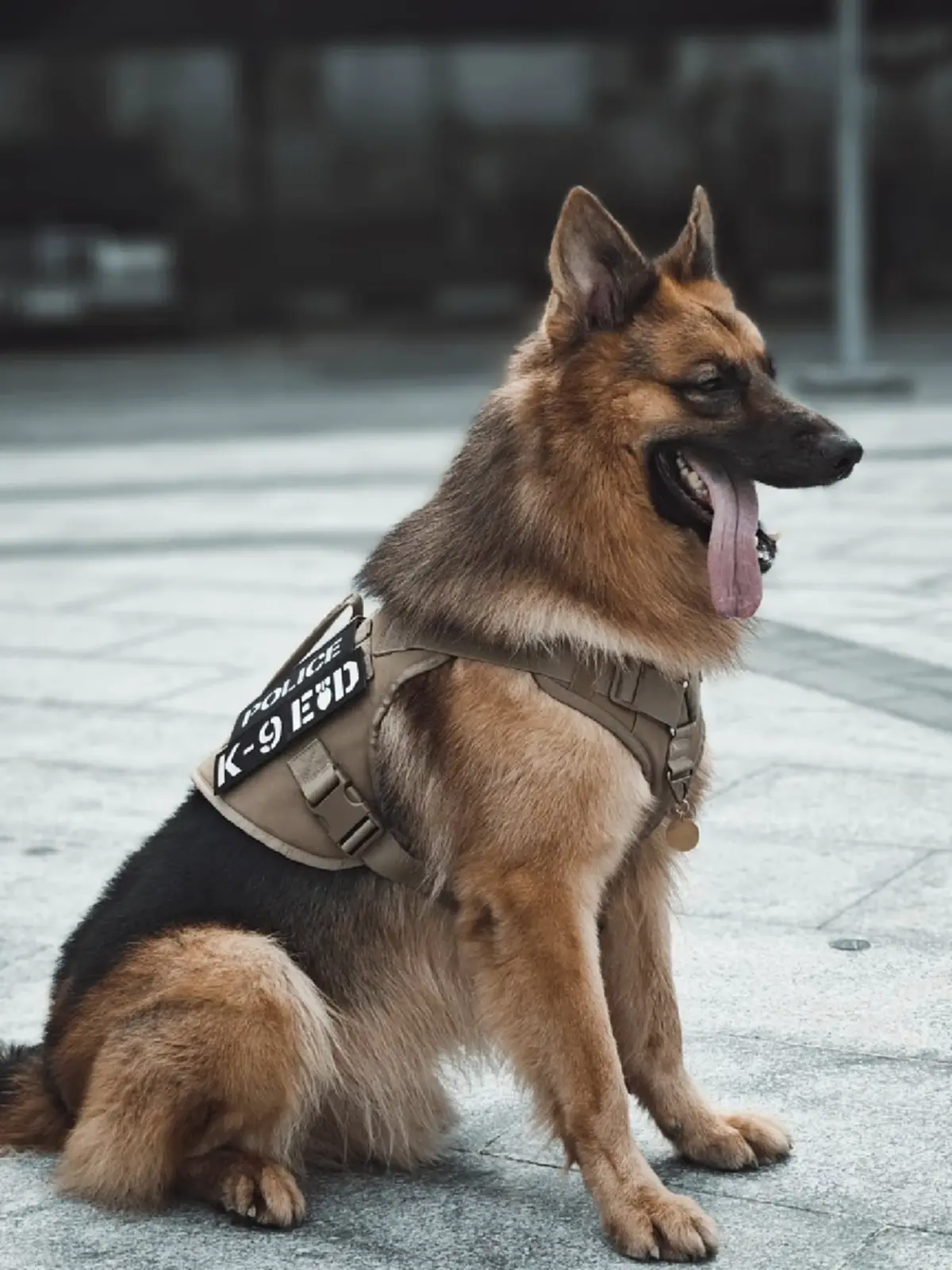 เศร้าหนัก สุนัขตำรวจตรีซาโบ้ K9 ชื่อดัง จากไปอย่างสงบ