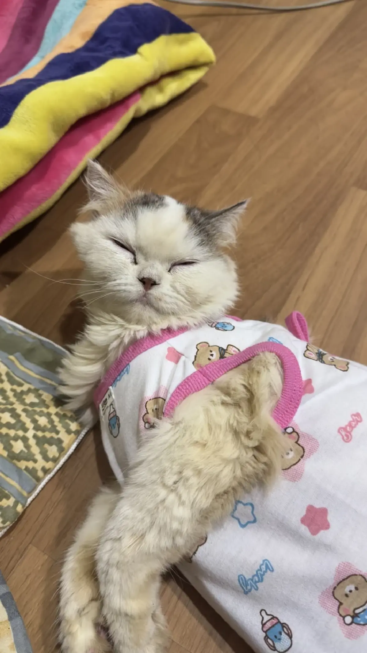 คราบน้ำตาแมวอย่ามองข้าม! ปล่อยไว้นานเสี่ยงตาอักเสบ อันตรายกว่าที่คิด