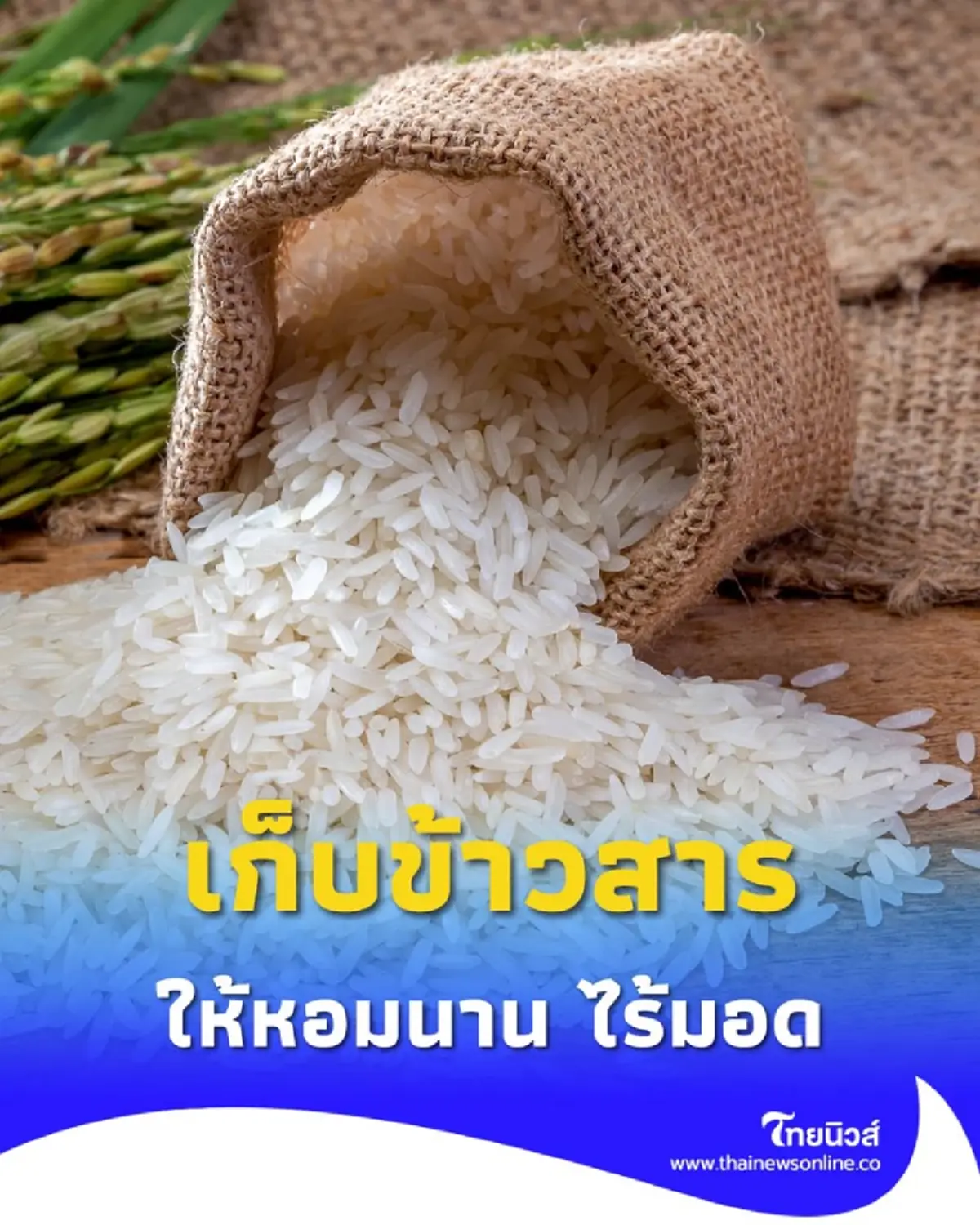 วิธี เก็บข้าวสาร ไม่ให้เหม็นหืน เปิด 3 ขั้นตอนที่คุณแม่บ้านควรรู้