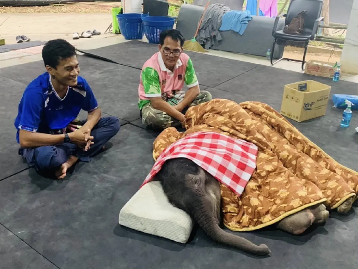 น่าห่วง อาการล่าสุด น้องข้าวต้ม ลูกช้างพลัดหลง มีแรงน้อยลง