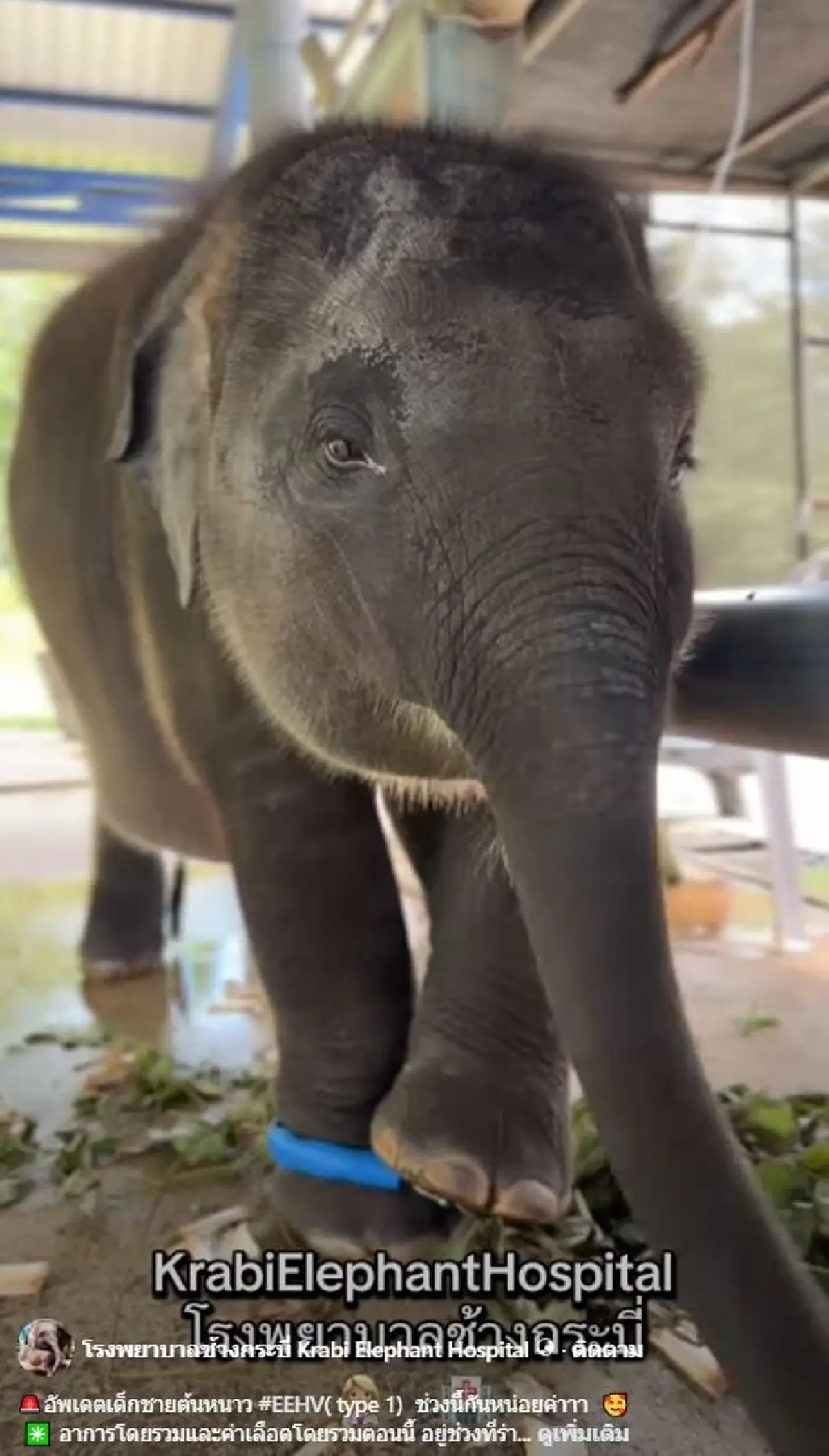 มาแล้ว คลิปแรก น้องต้นหนาว หลังพ้นวิกฤติ เล่นเอาใจละลาย 