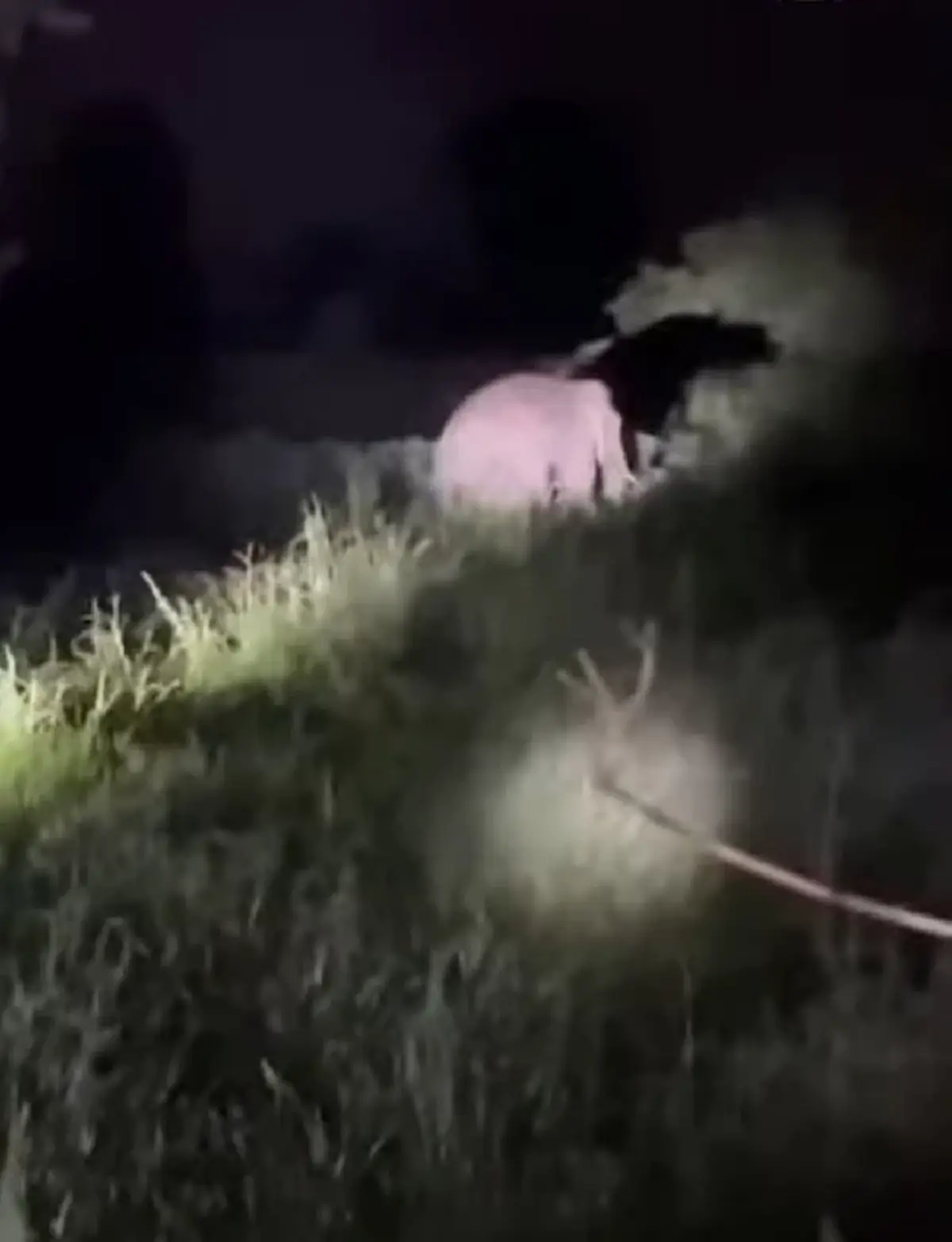 เจอแล้ว พลายเบี่ยงใหญ่ อาการล่าสุด หลังถูกไฟช็อต ก่อนหนีเข้าป่า