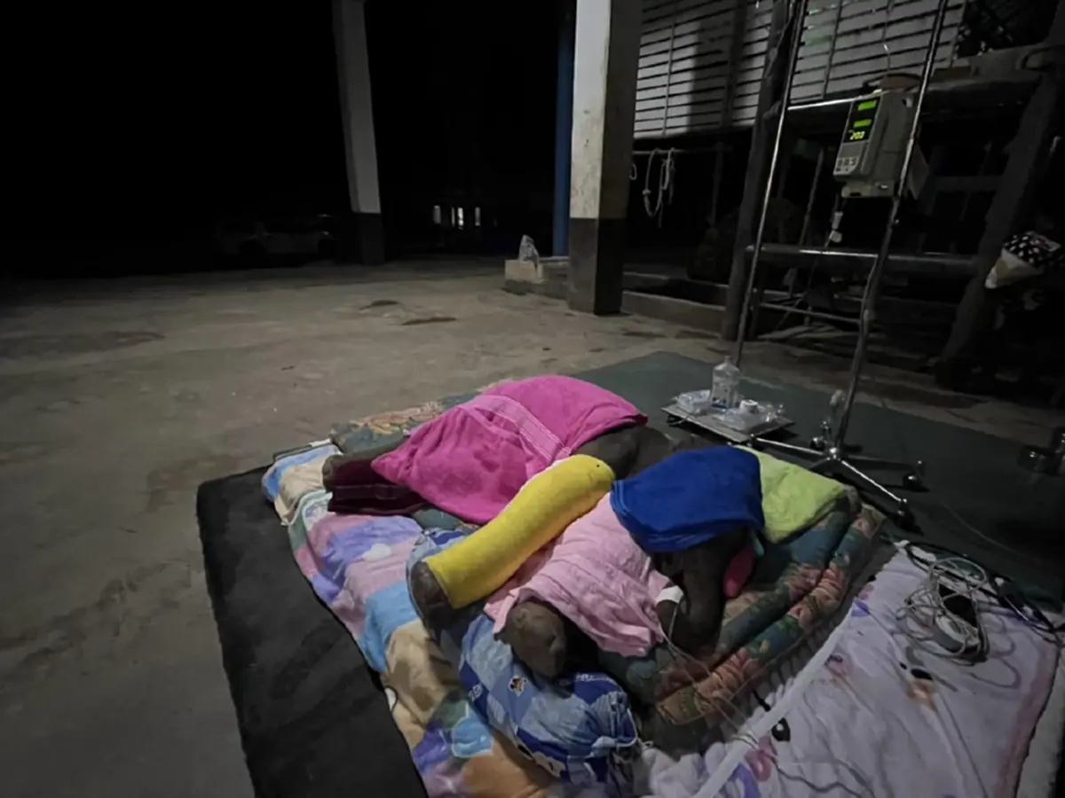 สุดยื้อ ลูกช้างวัย 11 วัน กลับดาวแล้ว หลังถูกแม่เตะขาหัก