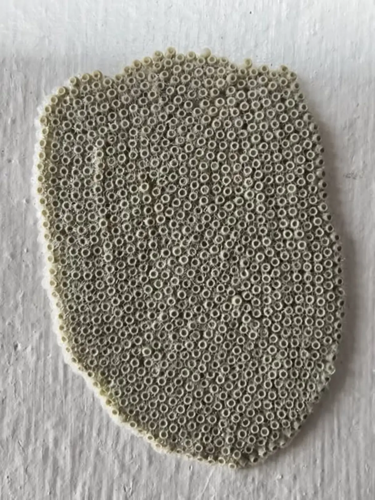 ไข่ปริศนาติดผนังบ้าน ซูมดูยิ่งขนลุก ก่อนผู้รู้เฉลย คนเดาไม่ถูก