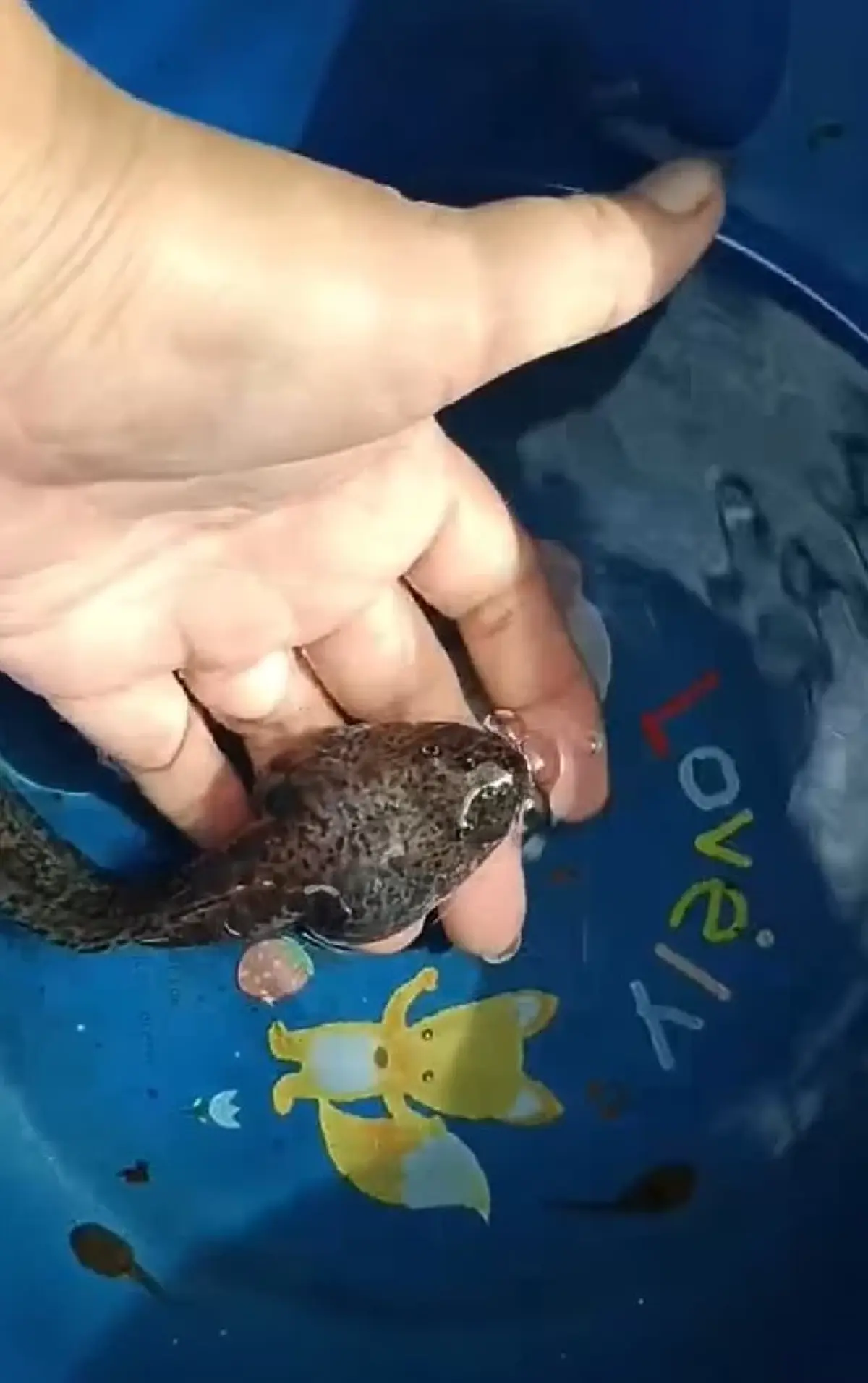 ฮือฮา พบ ลูกอ๊อดยักษ์ ล่าสุด รู้แล้ว ที่แท้มันคืออะไร 