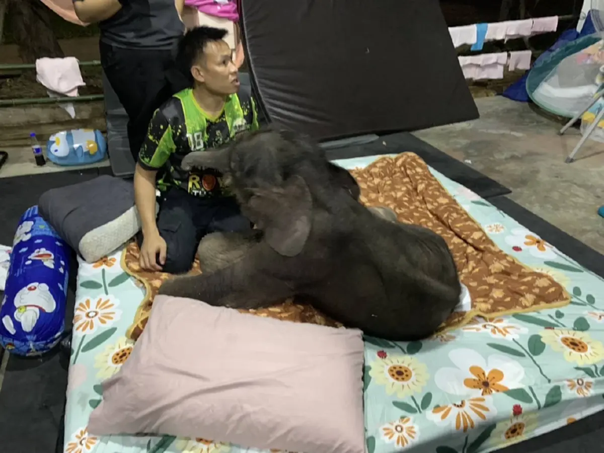 แม่ๆได้เฮ อาการล่าสุด น้องข้าวต้ม ลูกช้างพลัดหลง ใจฟูไม่ไหว