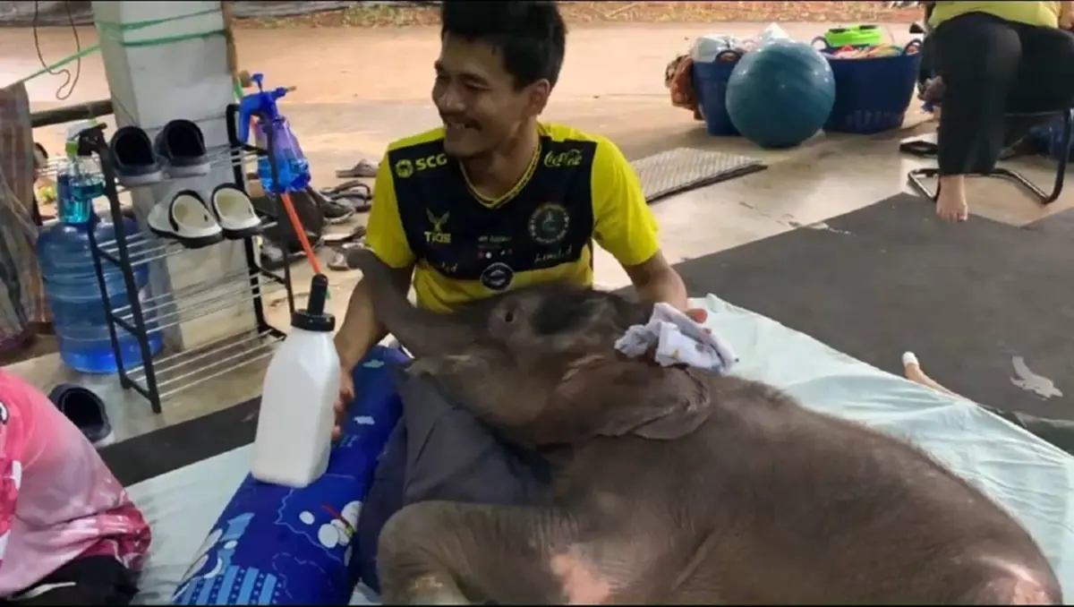 ทีมสัตวแพทย์เร่งฟื้นฟู\"ข้าวต้ม\"ลูกช้างป่า เจอวิกฤตน้ำตาลตก