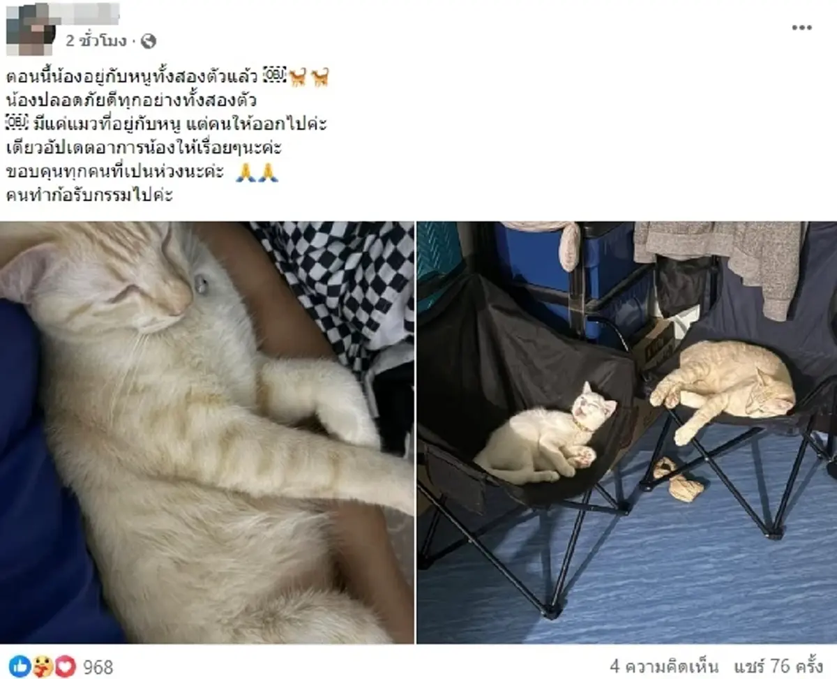 อัปเดตอาการ น้องโชคดี น้องแมวถูกพนักงานเตะกระเด็น