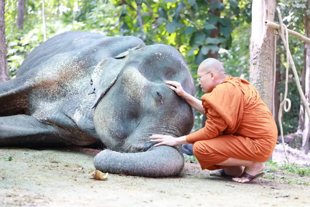 สิ้น พลายบุญแสน ช้างมรดกแผ่นดิน ล้มอย่างสงบในวันออกพรรษา