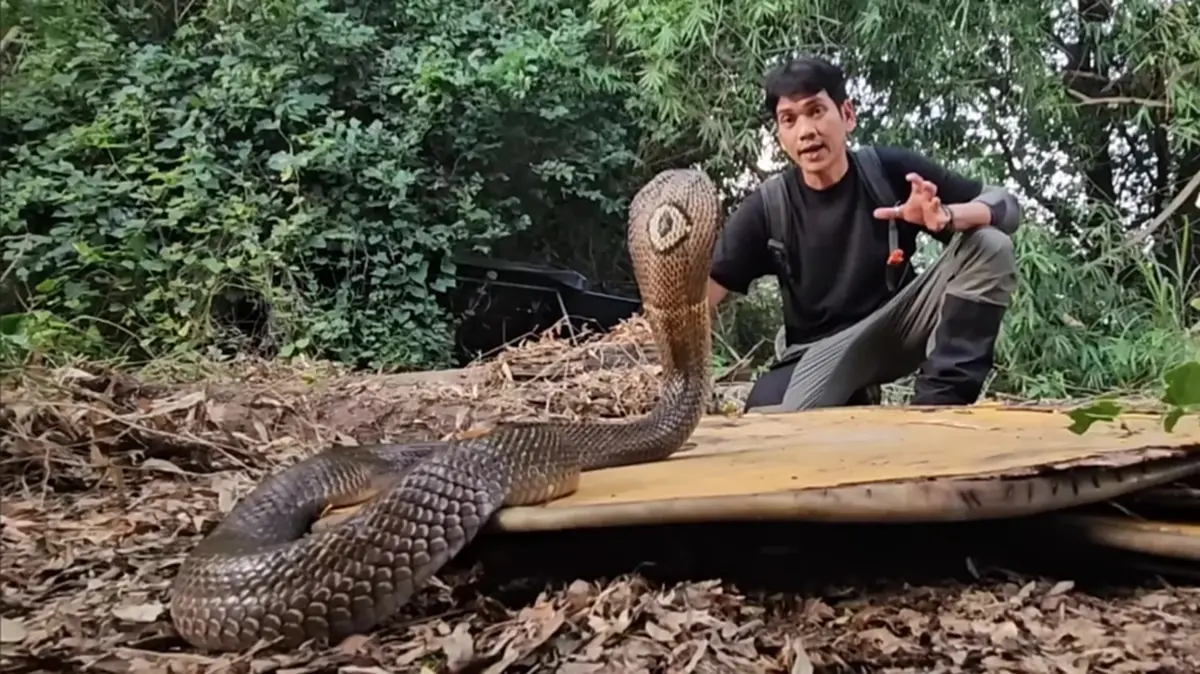 "นิค อสรพิษวิทยา" ขอพูดตรง ๆ ปมงูฉกยาย หลังโดนด่าโลกสวย ปกป้องงู