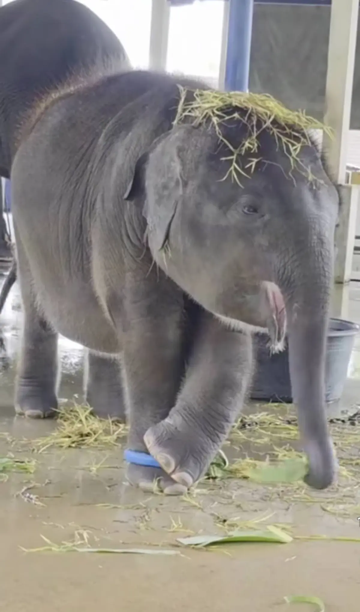 น้องต้นหนาว พ้นวิกฤติ เผยอัปเดตล่าสุดคิดว่าน้องชนะแล้ว