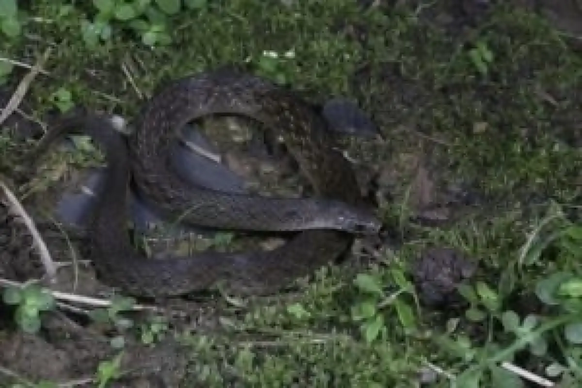 จีนค้นพบ "งู"สายพันธุ์ใหม่ ในเขตฝนทางตะวันตก มณฑลเสฉวน