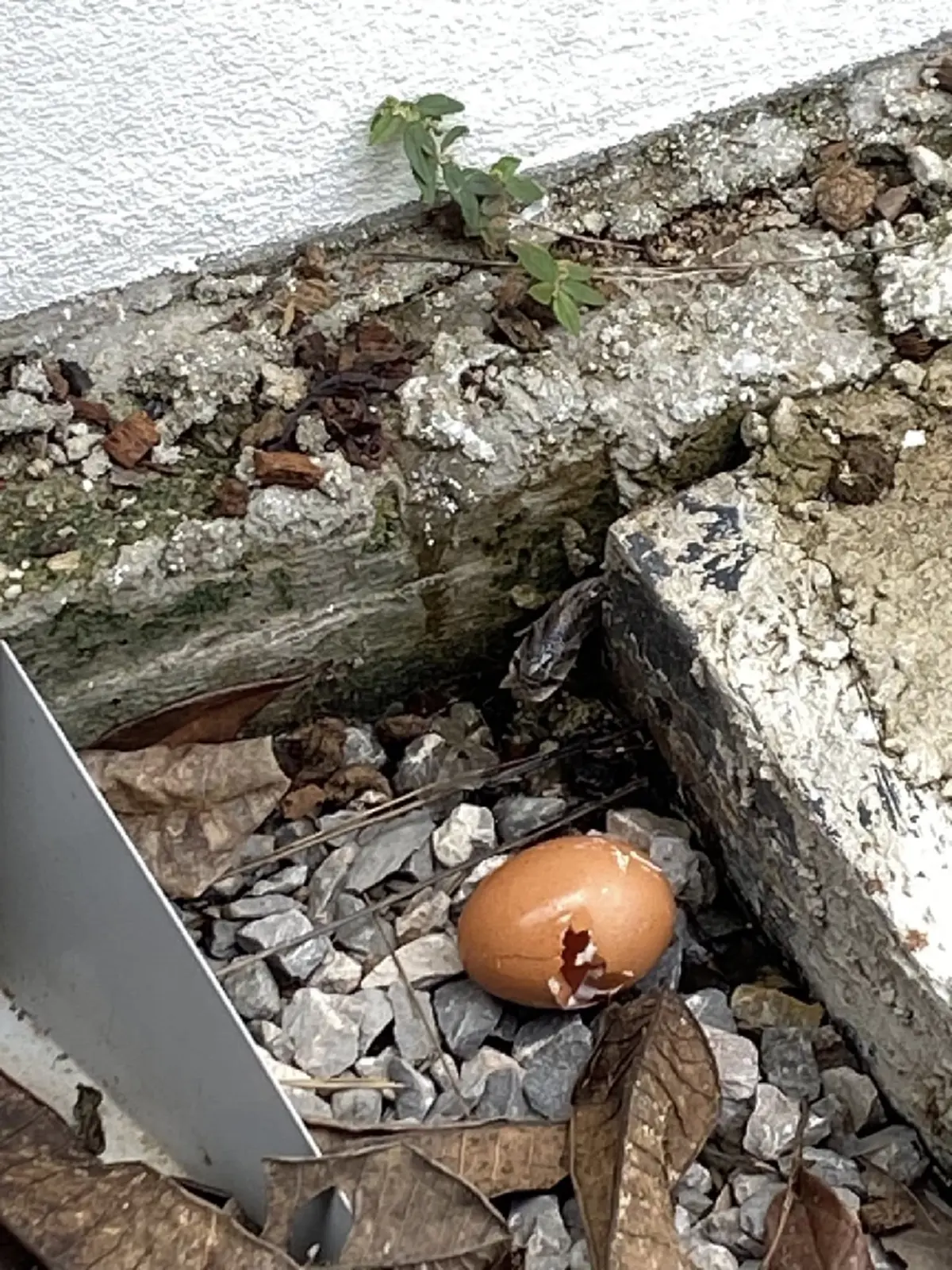 สาวใจดีเลี้ยง "งูจร" ผ่านไปหลายเดือนโผล่อีกที คอมเมนต์ฮาสนั่น