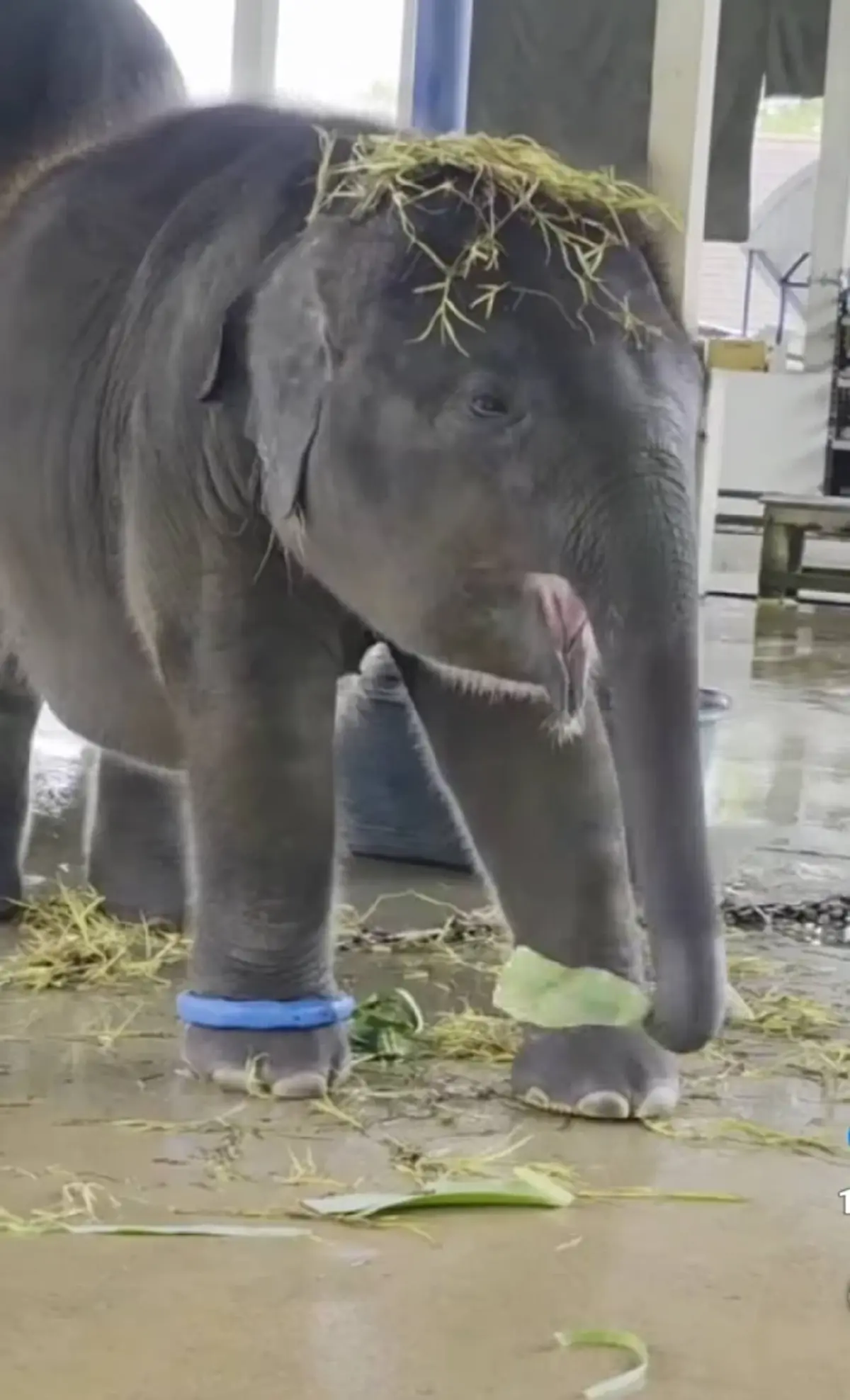 น้องต้นหนาว พ้นวิกฤติ เผยอัปเดตล่าสุดคิดว่าน้องชนะแล้ว