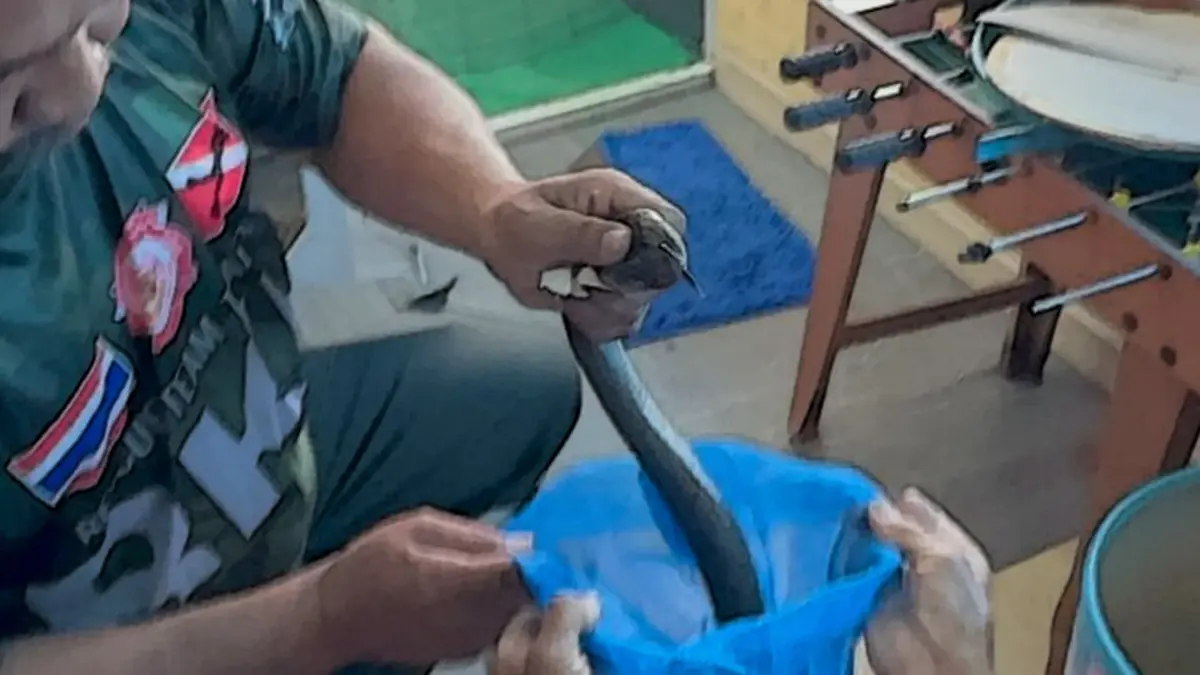 ดราม่าแล้ว นิค ชมงาม ล่าสุดหลังออกมาพูดเรื่องงูเห่ากัดหลานยาย