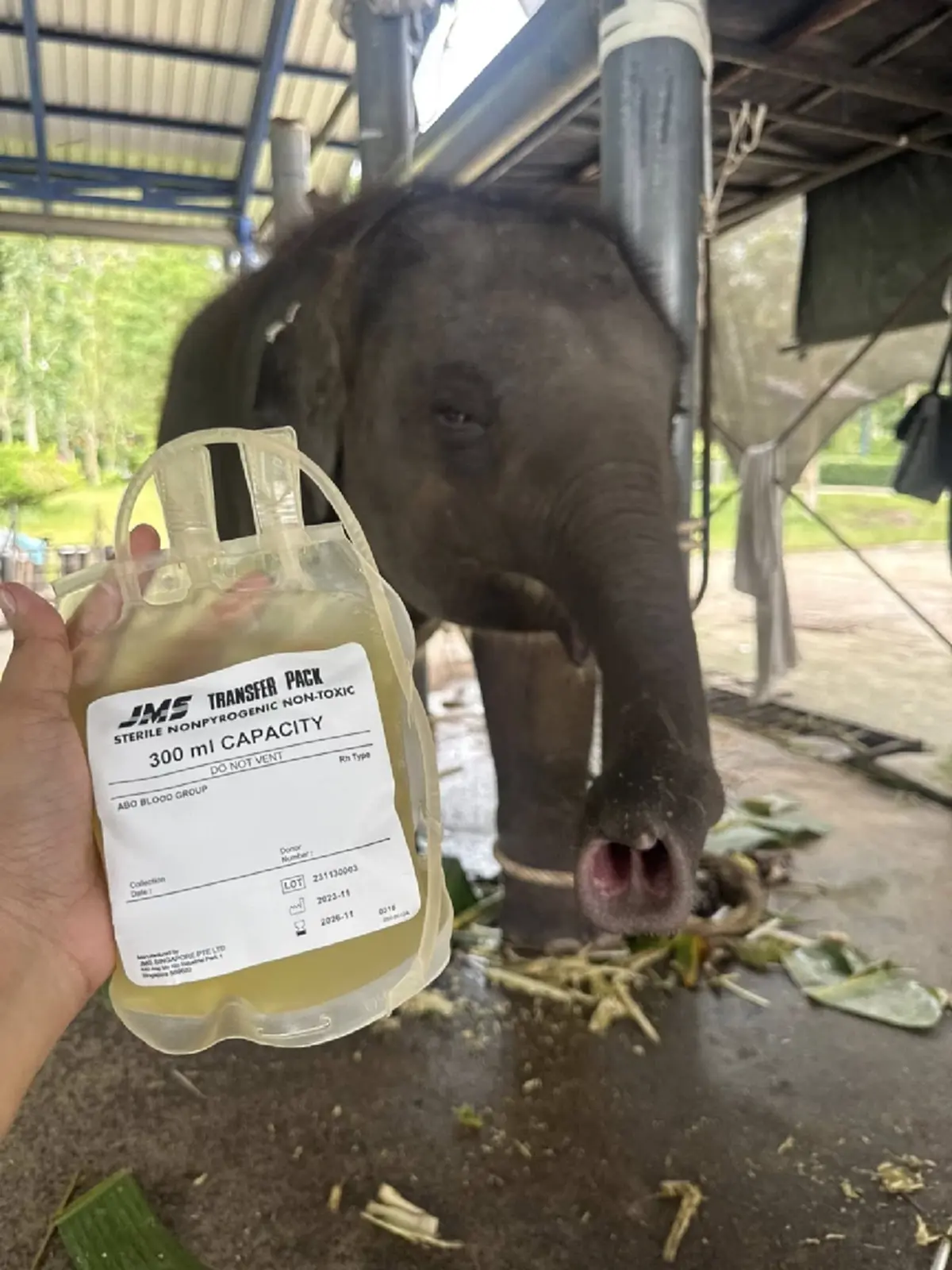 บีบใจหนัก ผลตรวจอัยวะภายใน น้องต้นหนาว ลูกช้างป่วยเฮอร์ปีส์