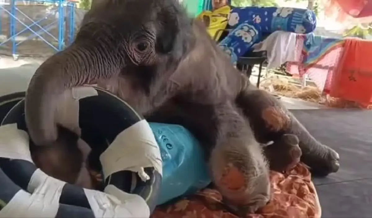 น้องข้าวต้ม มีสัญญาณดี พยายามลุกยืนเอง ยอมหัวใจหนูเลย