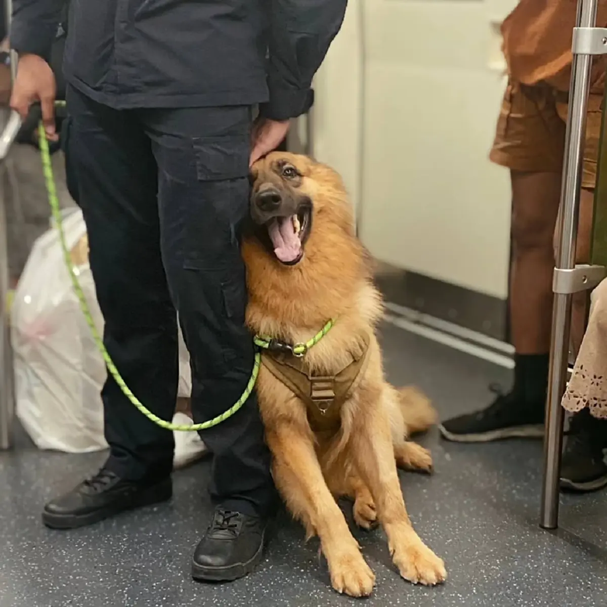 สุดห่วง โพสต์ล่าสุด คุณโบ หลังสูญเสีย ซาโบ้ K9 คู่ใจ