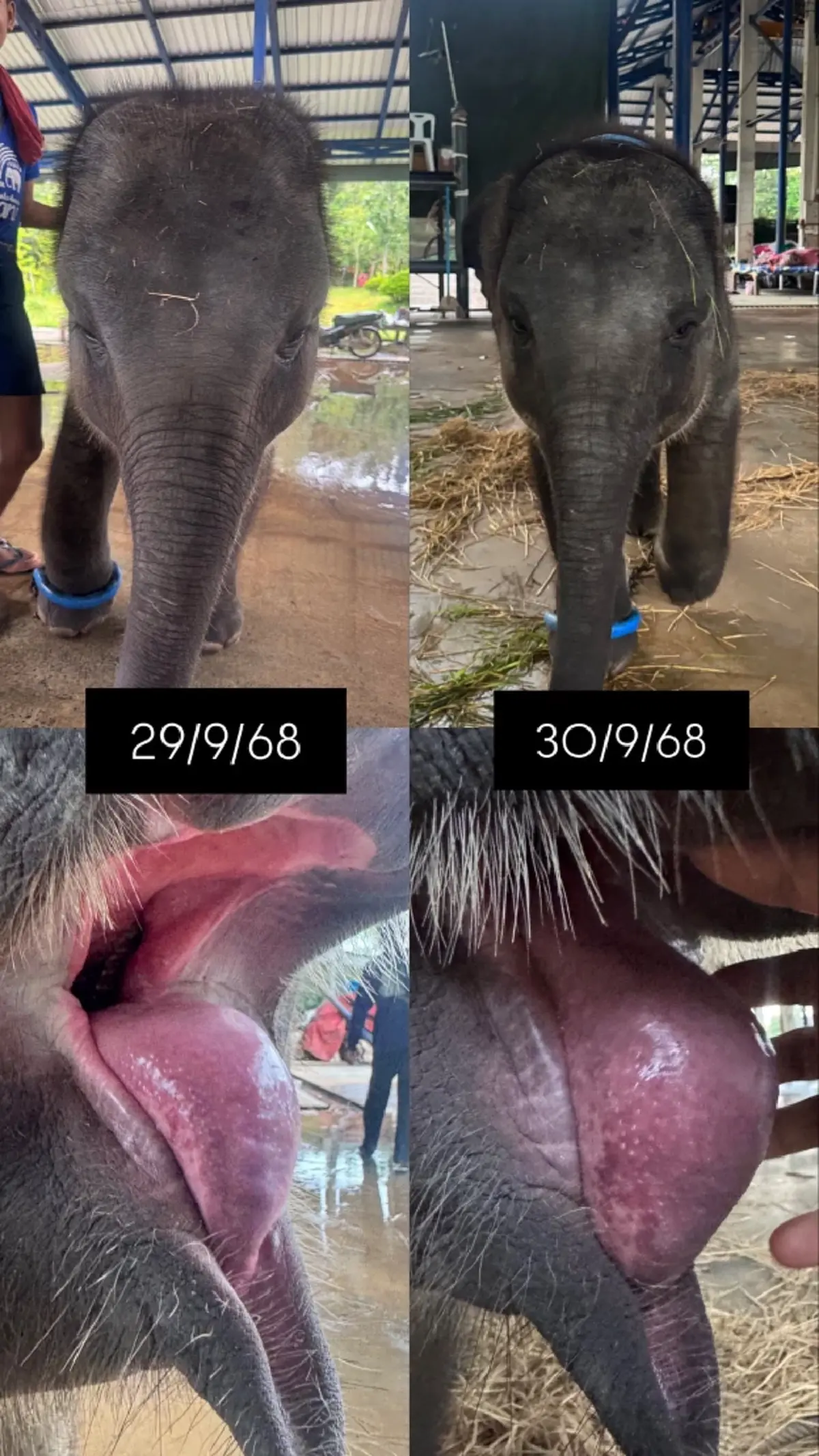 บีบใจหนัก ผลตรวจอัยวะภายใน น้องต้นหนาว ลูกช้างป่วยเฮอร์ปีส์