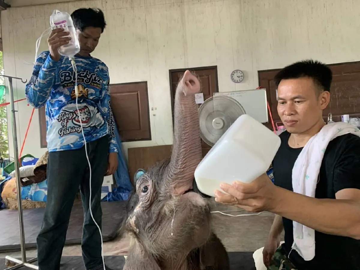 รู้แล้วใจฟู อัปเดตน้องข้าวต้ม ล่าสุดหลังดูแลอย่างใกล้ชิด