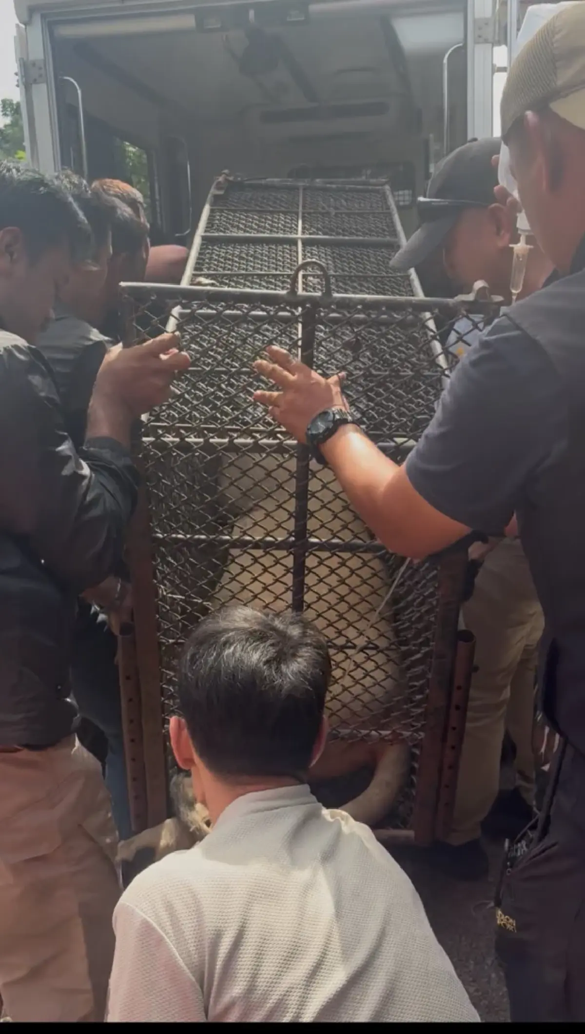 อินฟลูฯดัง ขอโทษสังคม สิงโตหลุดทำร้ายคน พร้อมจบเรื่องด้วยตัวเอง