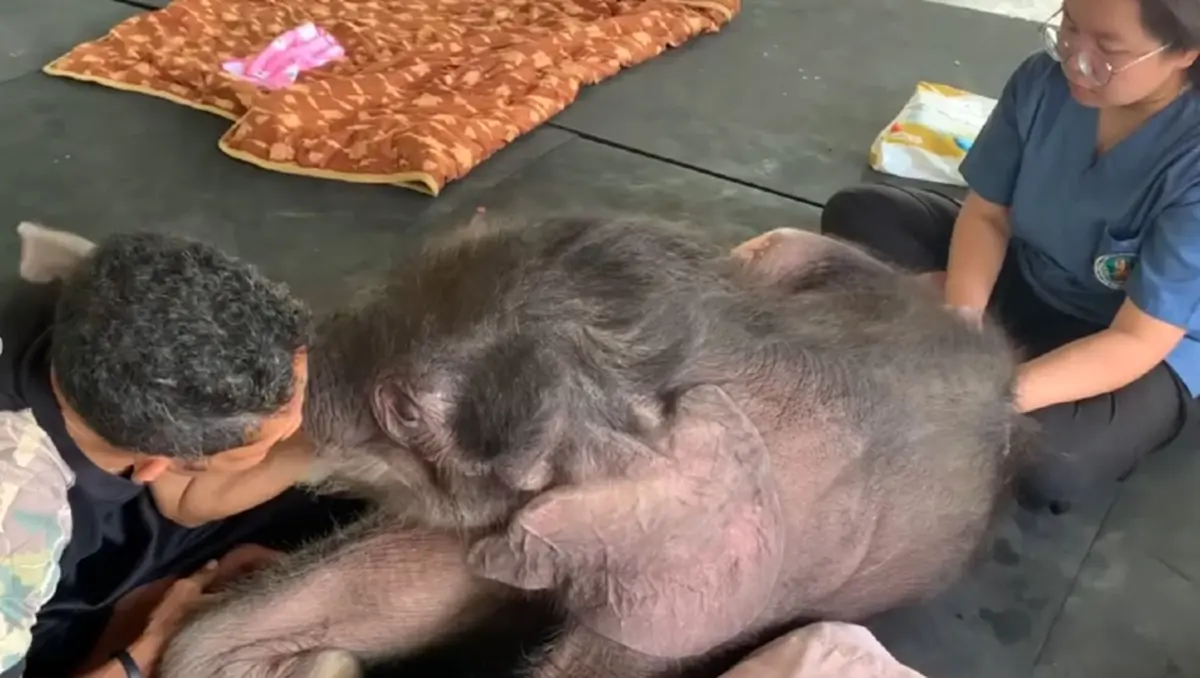 น้องข้าวต้ม ดีขึ้น ล่าสุดทีม มช. ร่วมฟื้นกล้ามเนื้อเต็มกำลัง